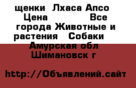 щенки  Лхаса Апсо › Цена ­ 20 000 - Все города Животные и растения » Собаки   . Амурская обл.,Шимановск г.